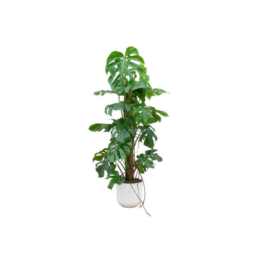 Combi deal - Monstera Pertusum XL Ø26 - 120 cm