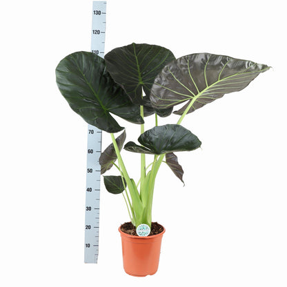 Alocasia Regal Shield Ø24cm - ↕110cm