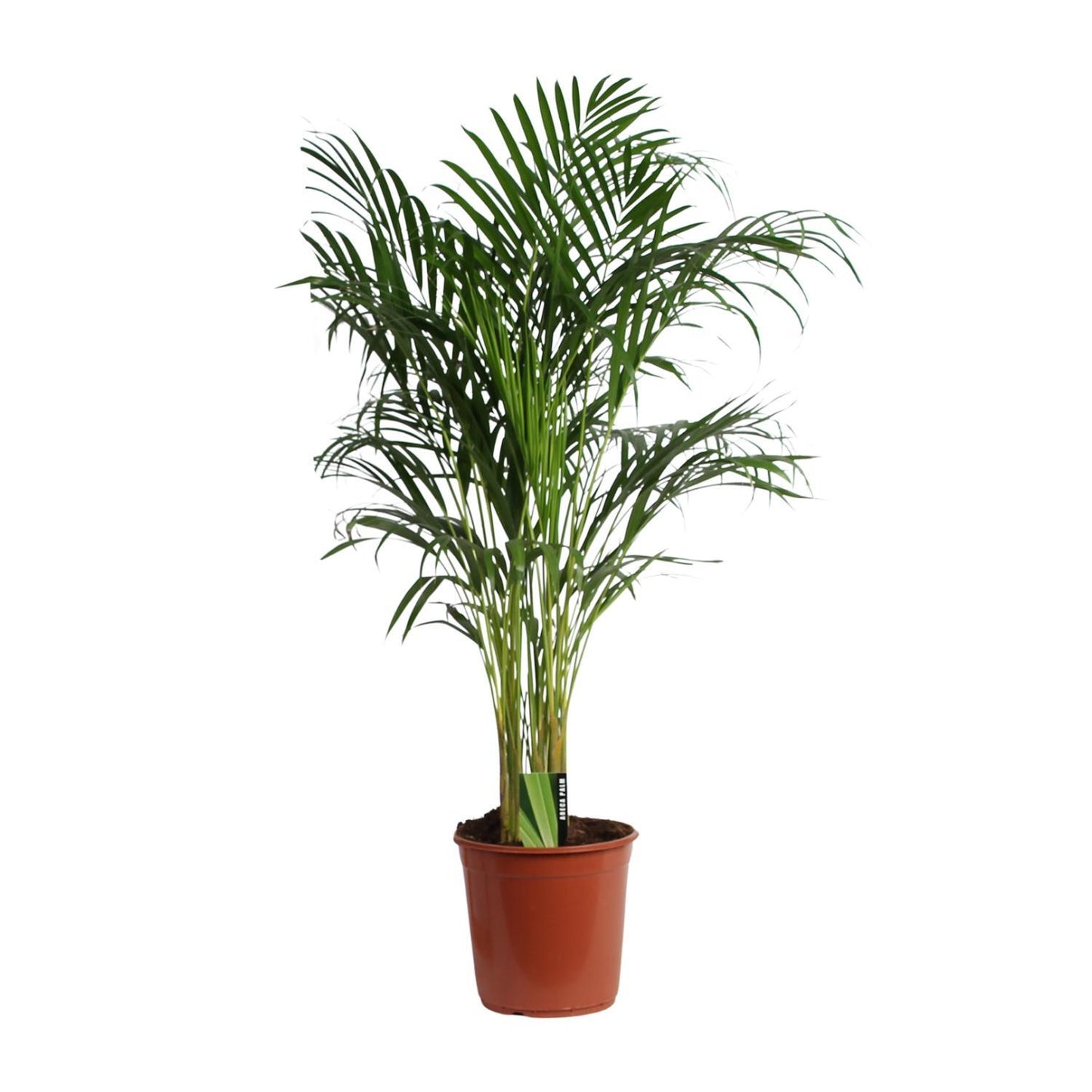 Dypsis Lutescens (Areca) - Ø24cm - ↕120cm