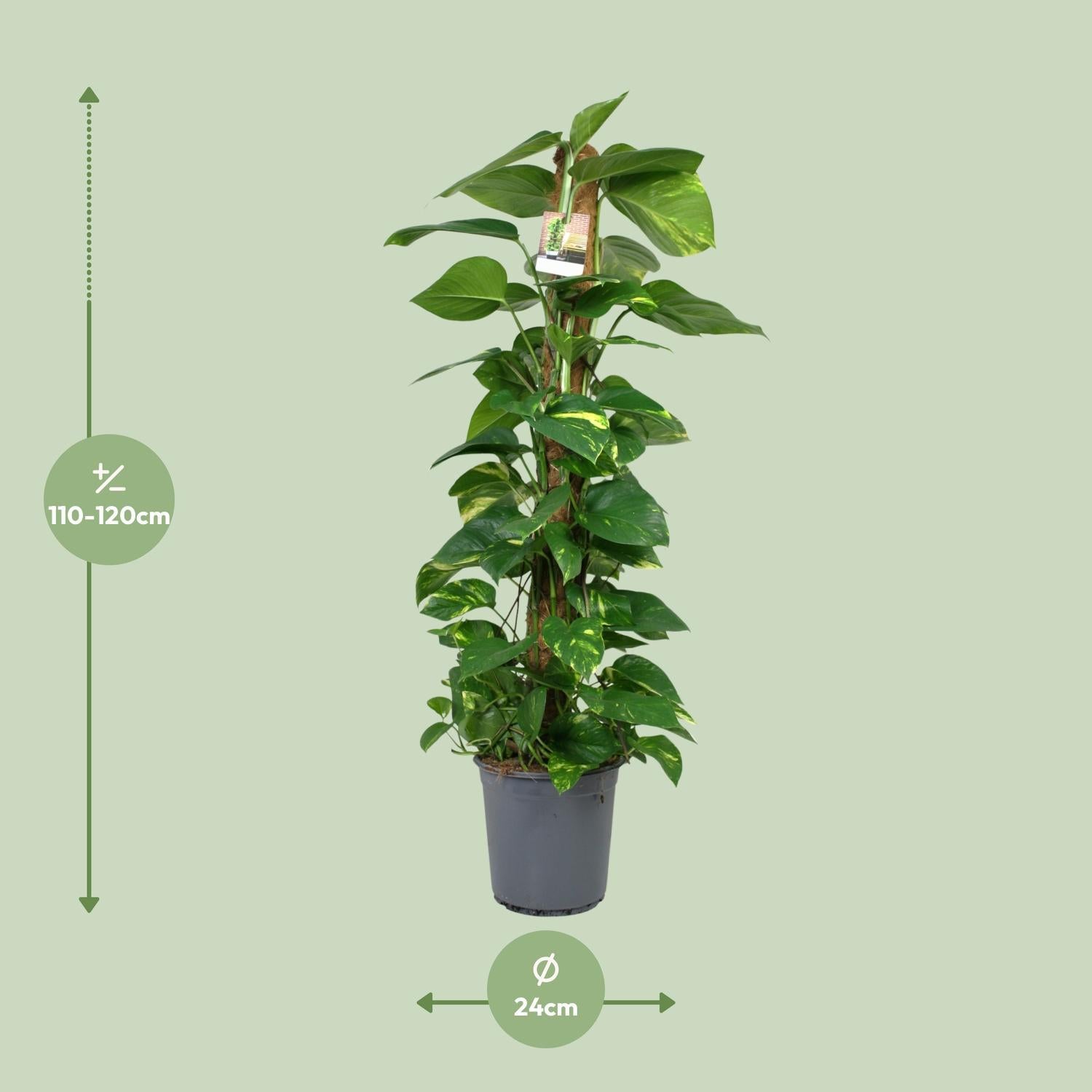 Scindapsus Epipremnum - Ø24cm - ↕120cm 
