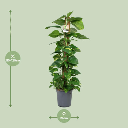 Scindapsus Epipremnum - Ø24cm - ↕120cm