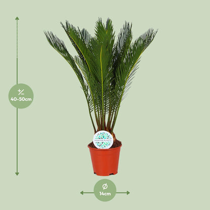 Cycas Revoluta - Ø14cm - ↕50cm