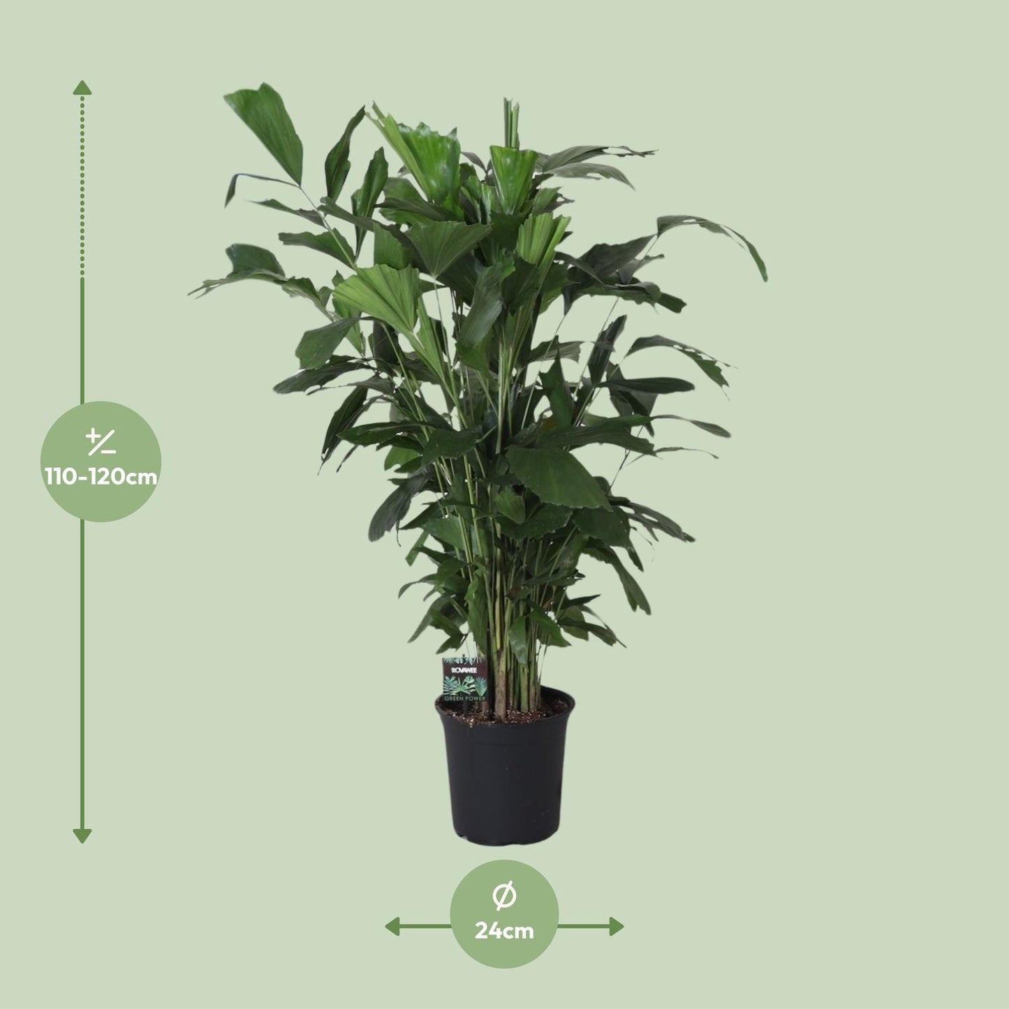 Caryota Mitis - Ø24cm - ↕120cm