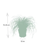 Cyperus Alternifolius - Kattmynta - 20cm - Ø12