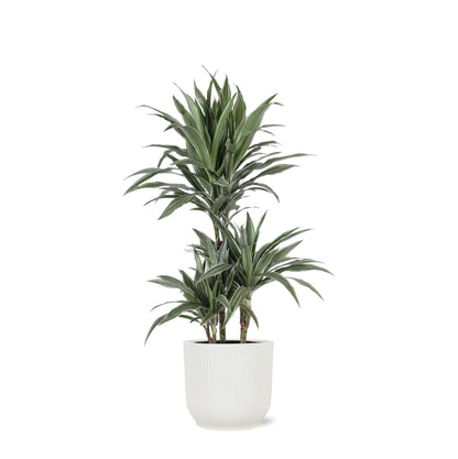 Dracaena Warneckii Ø21cm - ↕65cm