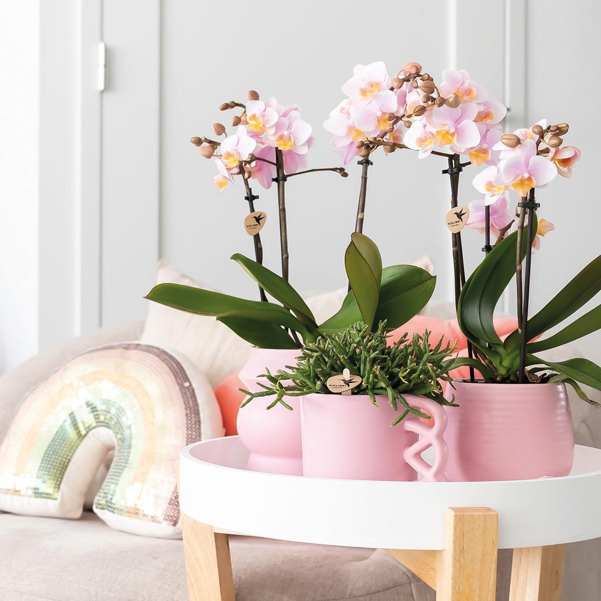 KOMBI TILBUD på 2 lyserøde phalaenopsis orkideer