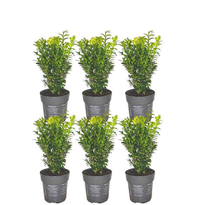 Buxus sempervirens-hækplanter | Plantepragt