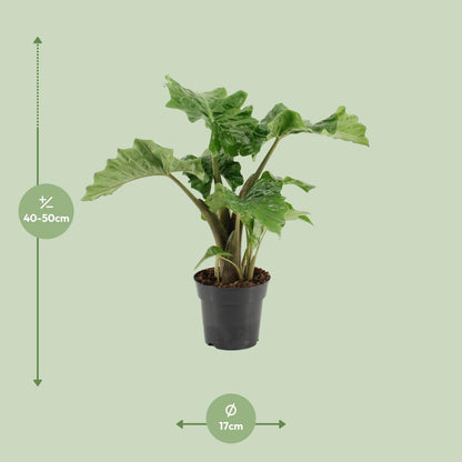 Alocasia Low Rider - Ø17cm - ↕50cm