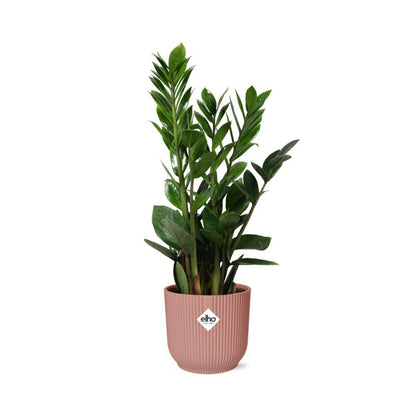 Zamioculcas –  45-50cm