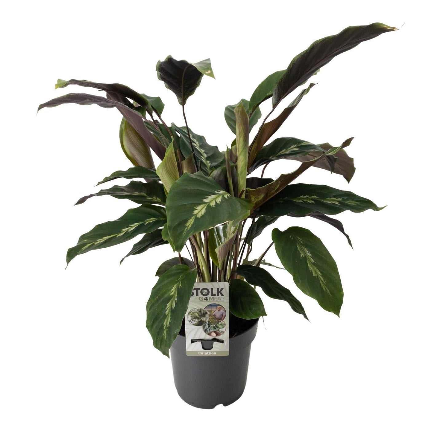 Calathea Maui Queen - Ø14cm - ↕55cm