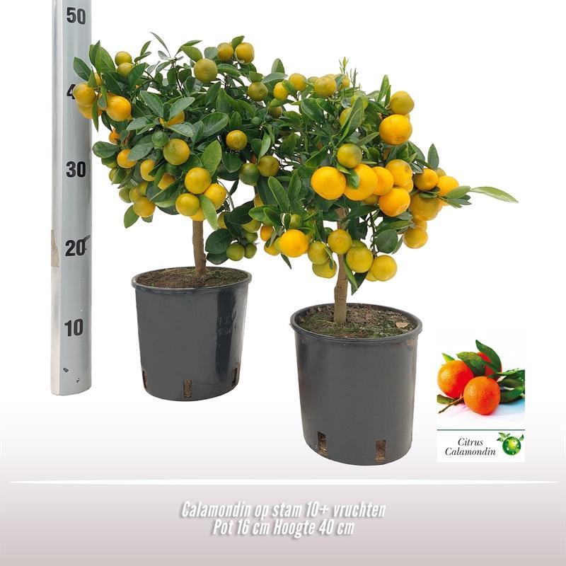 Calamondin Op Stam - Ø16cm - ↕40cm