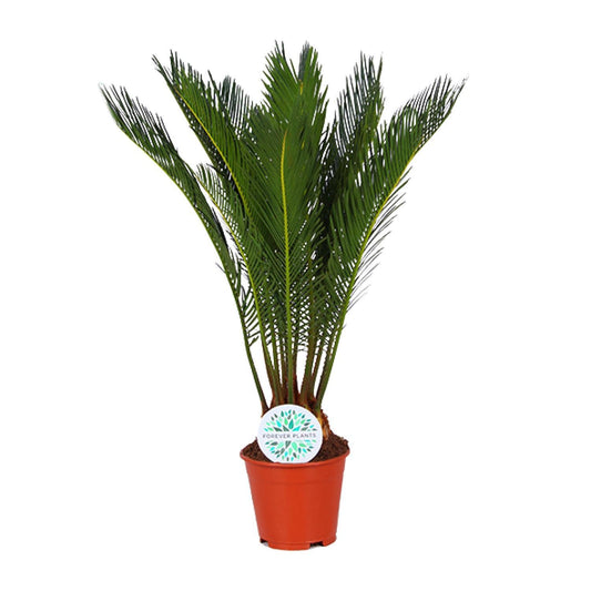 Cycas Revoluta - Ø14cm - ↕50cm