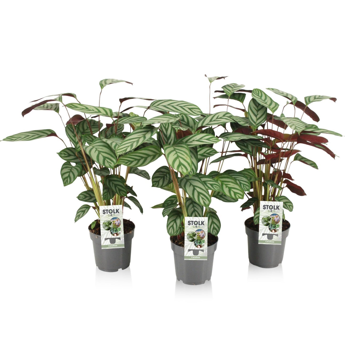 Ctenanthe Exotica - 3 stk - Ø14cm - ↕50cm