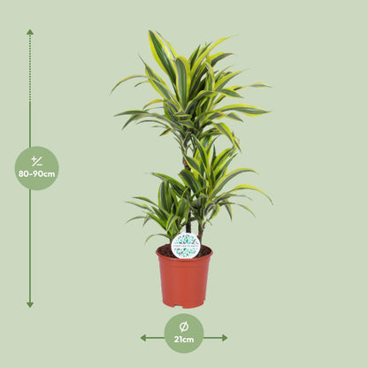 Dracaena Lemon Lime - Ø21cm - ↕90cm