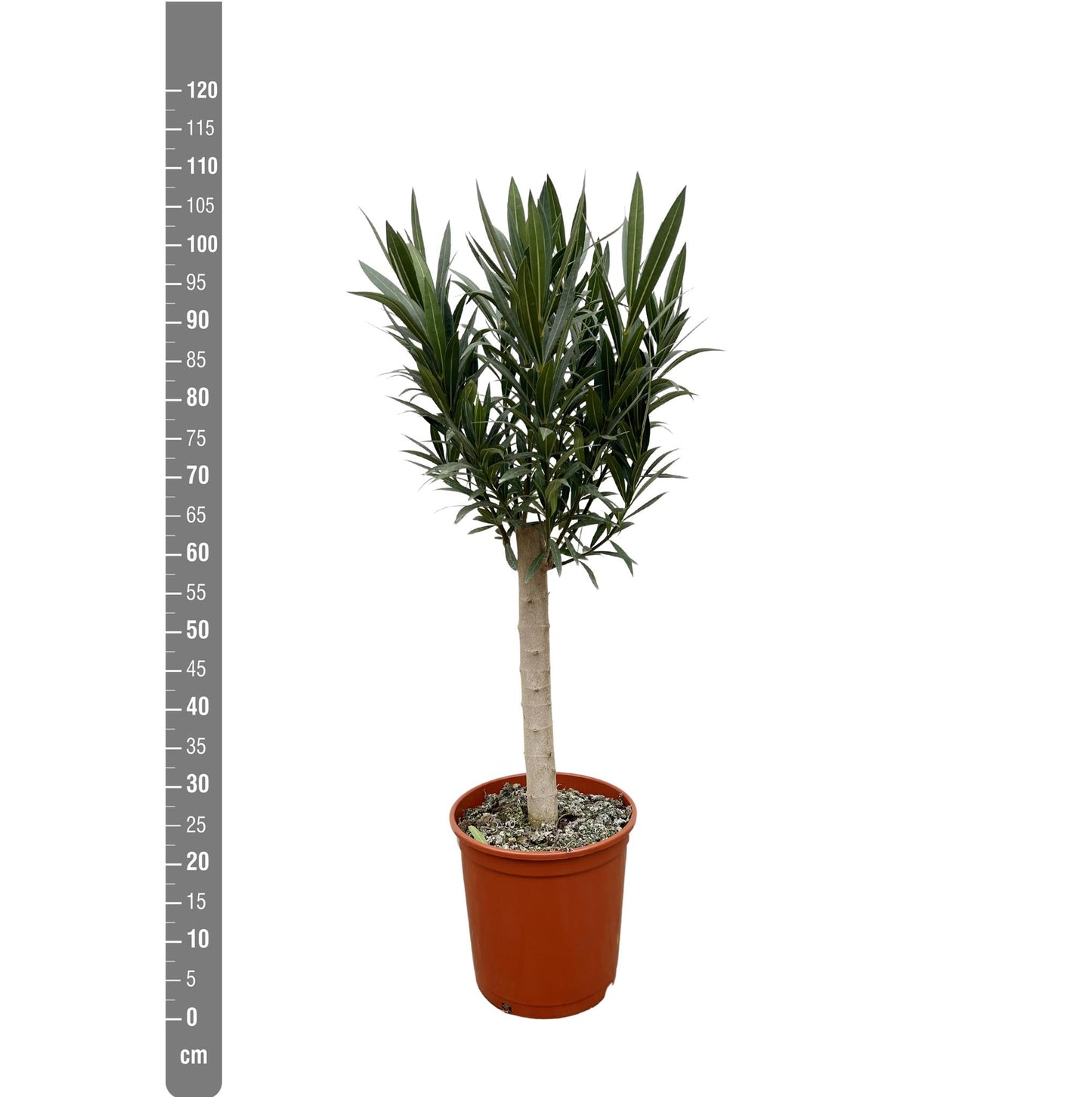 Nerium Oleander på stilk med hvid blomst - 110cm - Ø30