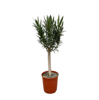 Nerium Oleander på stilk med hvid blomst - 110cm - Ø30