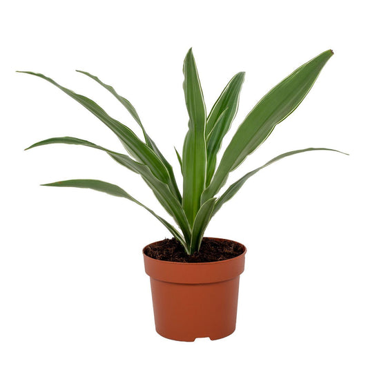 Dracaena Warneckei - Ø12cm - ↕40cm