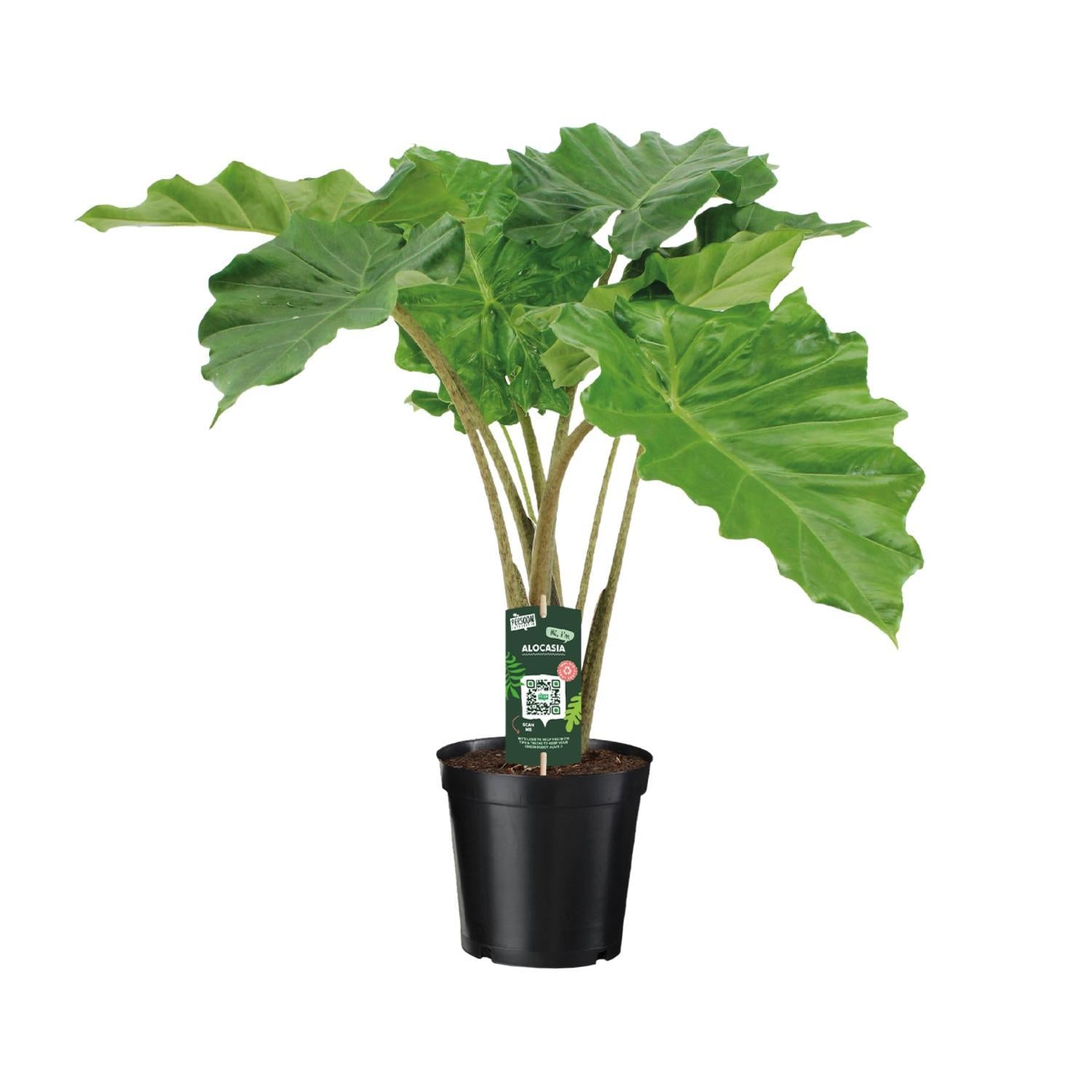 Alocasia Portodora plante | Alocasia Portodora | Plantepragt