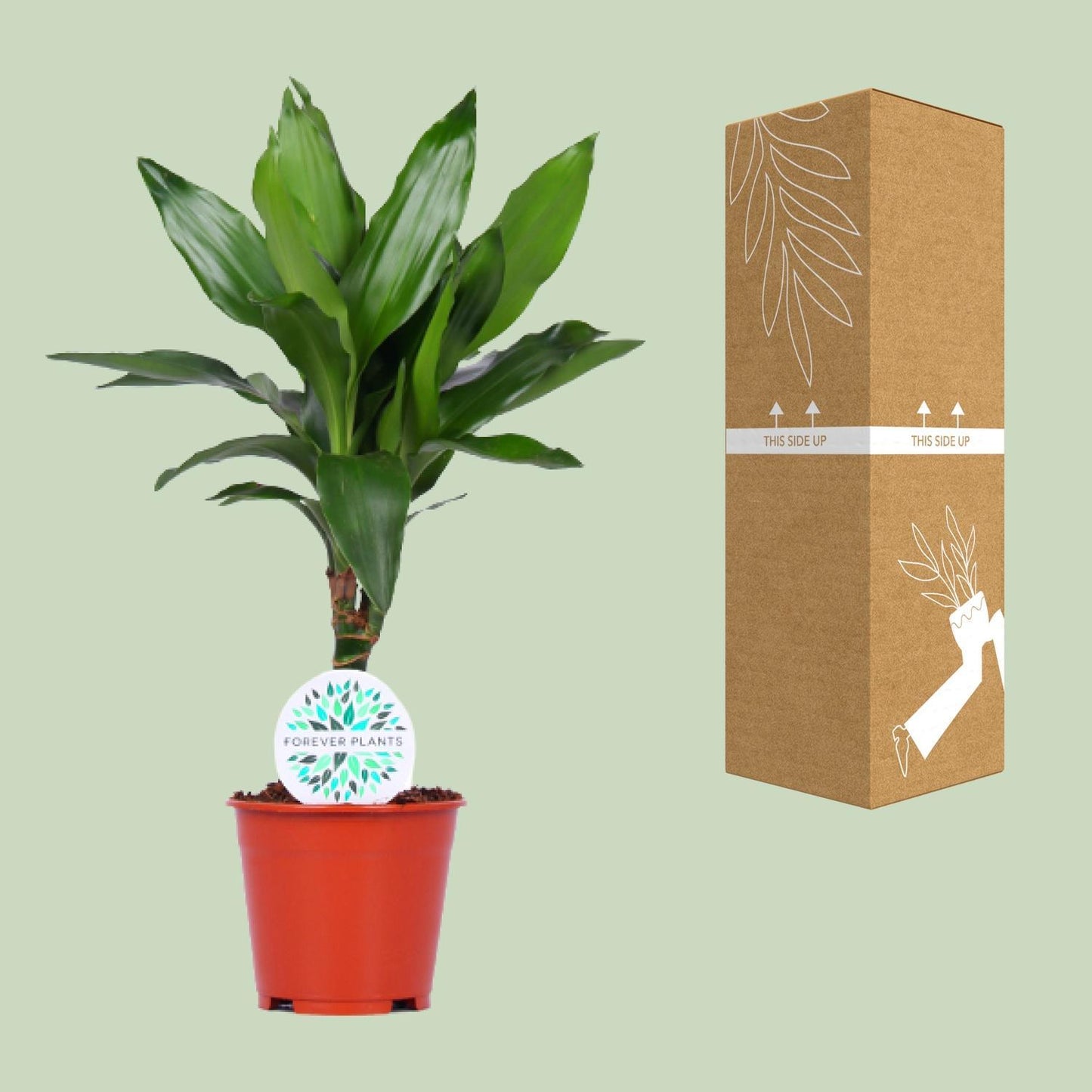 Dracaena Janet Lind - Ø14cm - ↕55cm