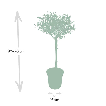 Olea - Ø19 - ↨90cm