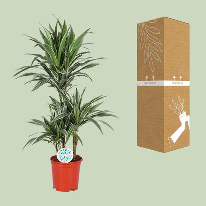 Dracaena Warneckei - Ø21cm - ↕90cm