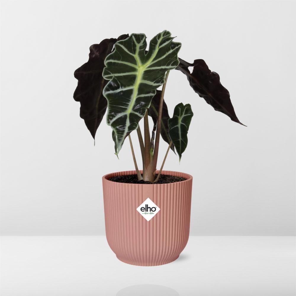 Alocasia Polly plante | Alocasia plante | Plantepragt