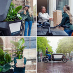 Cyperus Alternifolius - Kattmynta - 20cm - Ø12