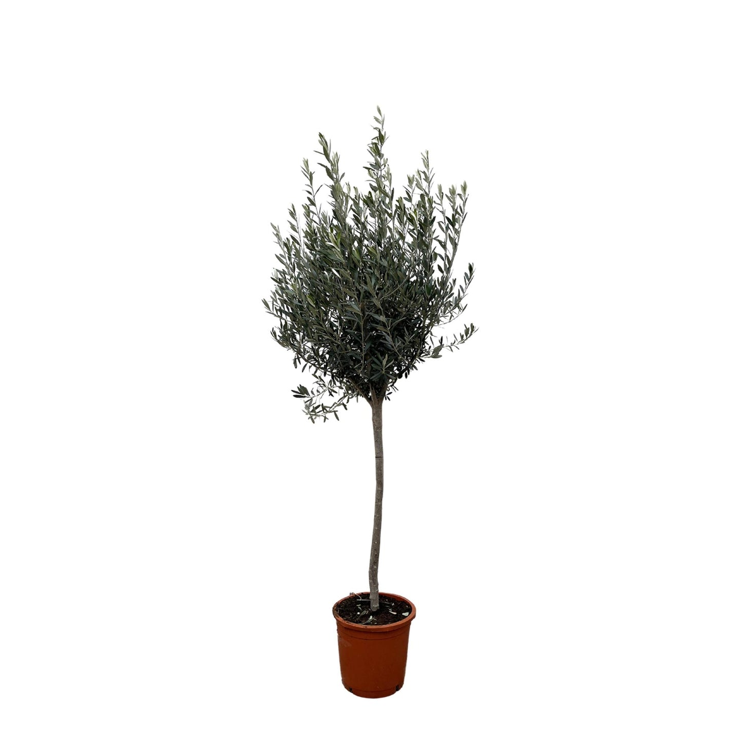 Olea Europaea på stilk - 160cm - Ø24