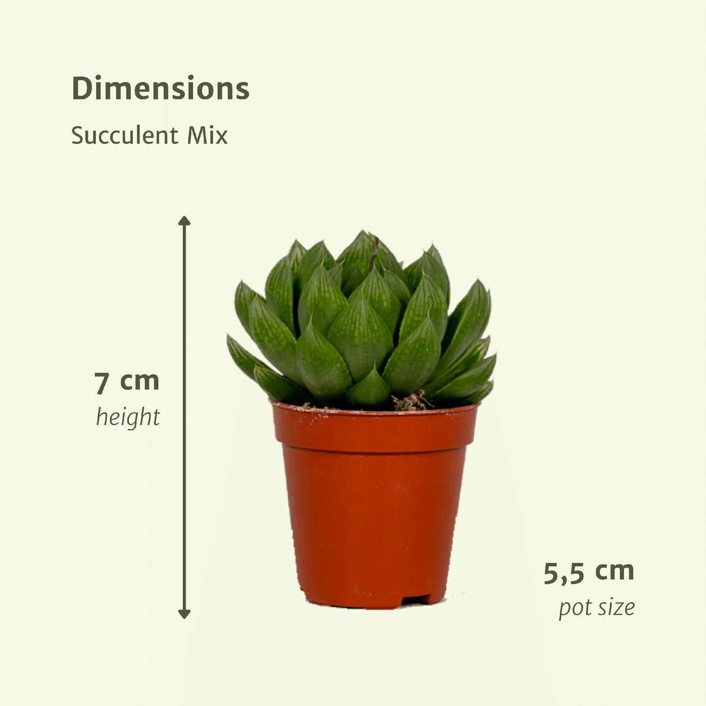 Succulent Mix - 20 stk - 7 cm - ø5,5