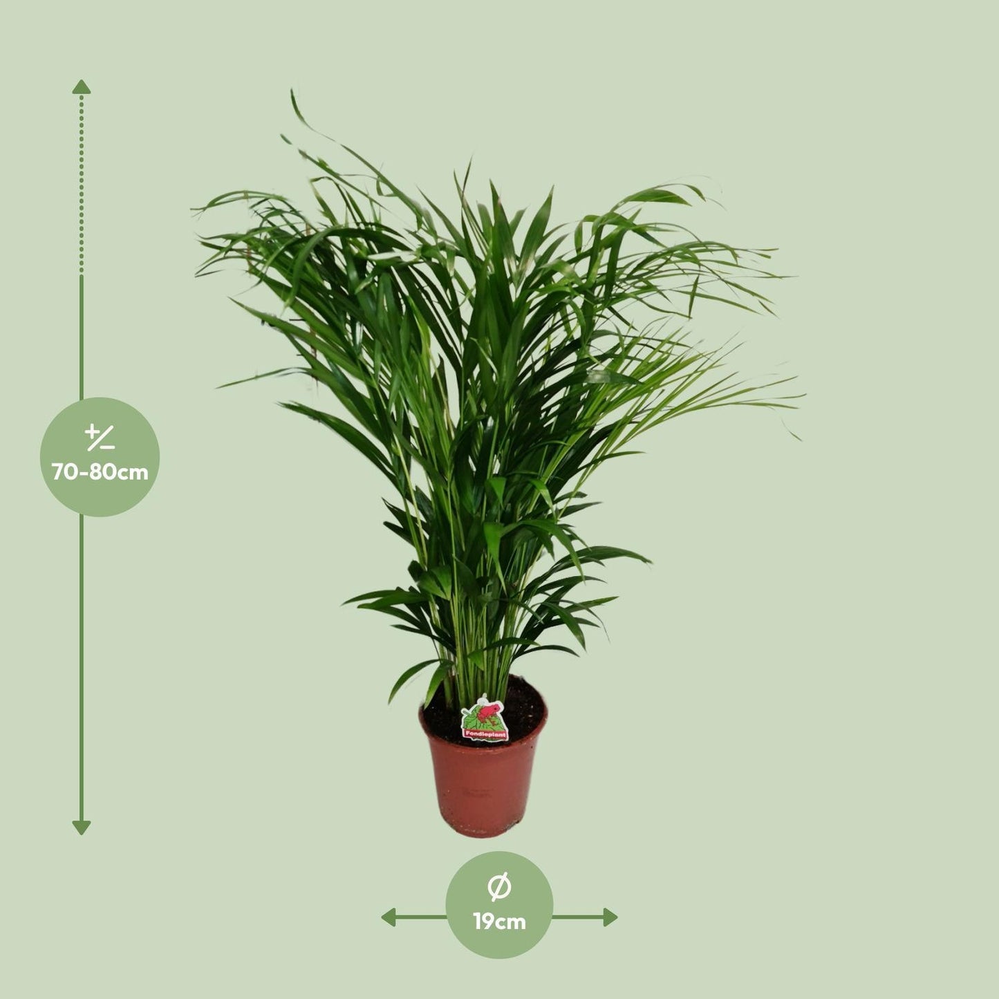 Dypsis Lutescens - Ø19cm - ↕80cm