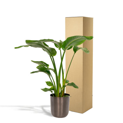 Strelitzia Nicolai - ↨90cm - Ø19cm + Pot Mayk Bly