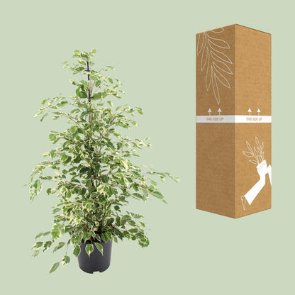 Ficus benjamina Twilight - Ø21cm - ↕95cm