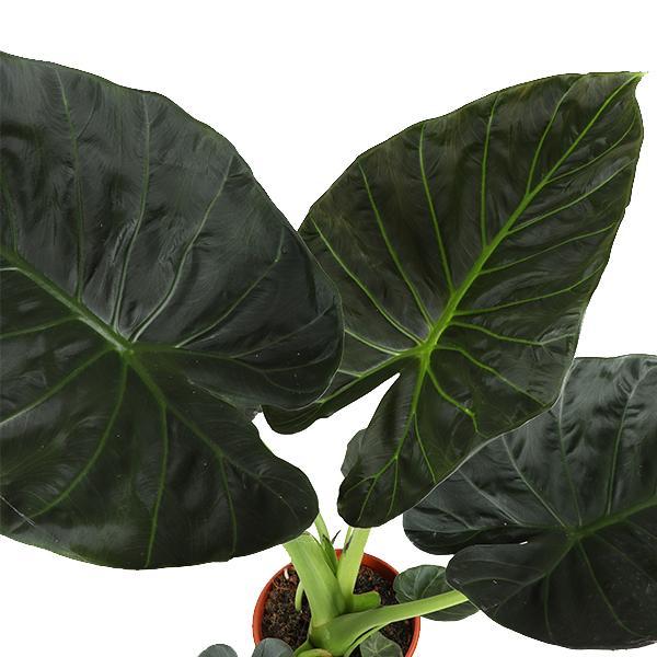 Alocasia Regal Shield plante | Plantepragt