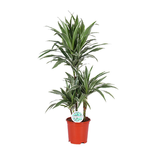 Dracaena Warneckei - Ø21cm - ↕90cm