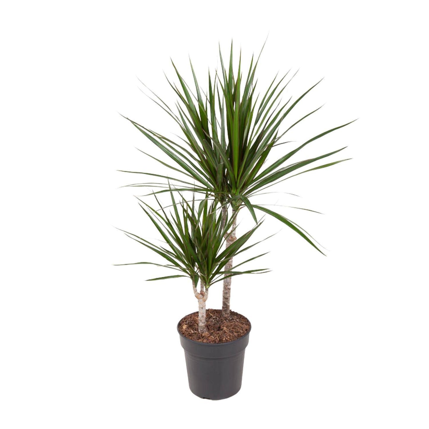 Dracaena Marginata - Ø19cm - ↕80cm