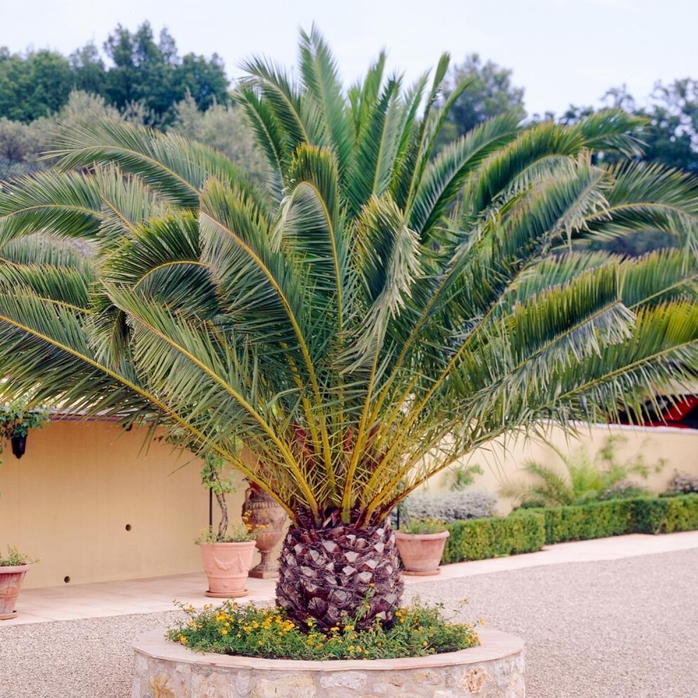 Phoenix Canariensis - Canary Island Date Palm højde 1 m /1,20m