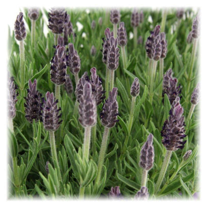 Lavandula stoechas Anouk® - 12 cm potte - Sæt med 6 creled lavendel