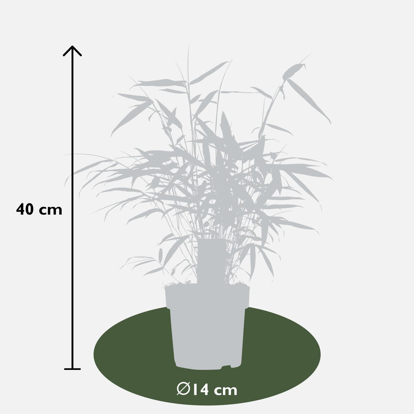 Fargesia robusta 'Pingwu' - ↨40cm - Ø14