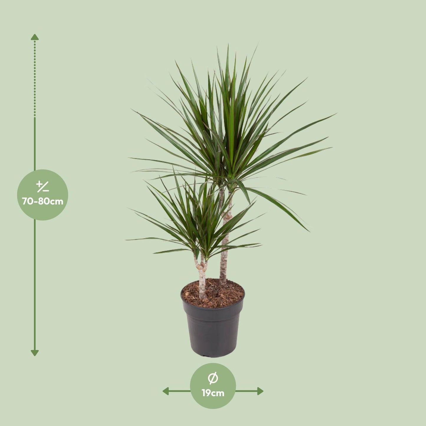 Dracaena Marginata - Ø19cm - ↕80cm