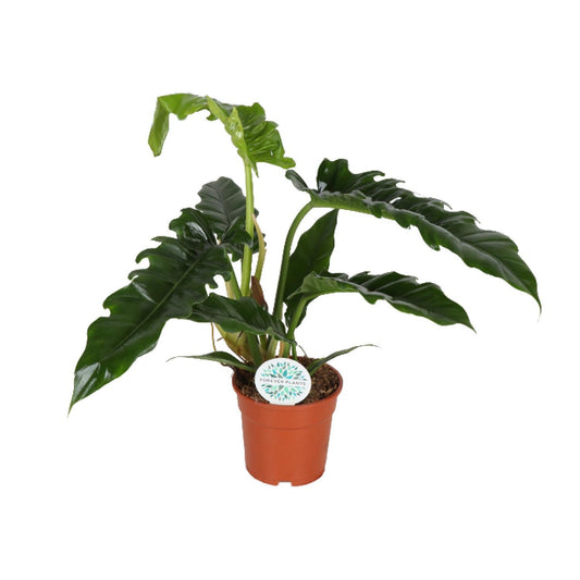 Philodendron Narrow - Ø17cm - ↕50cm