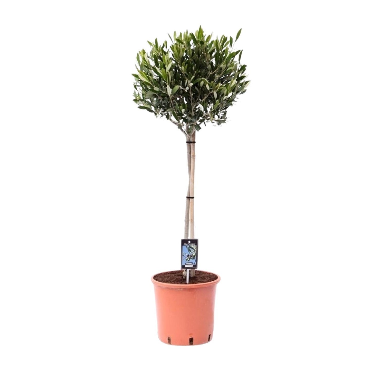 Olea Oliven - Ø22cm - ↕90cm