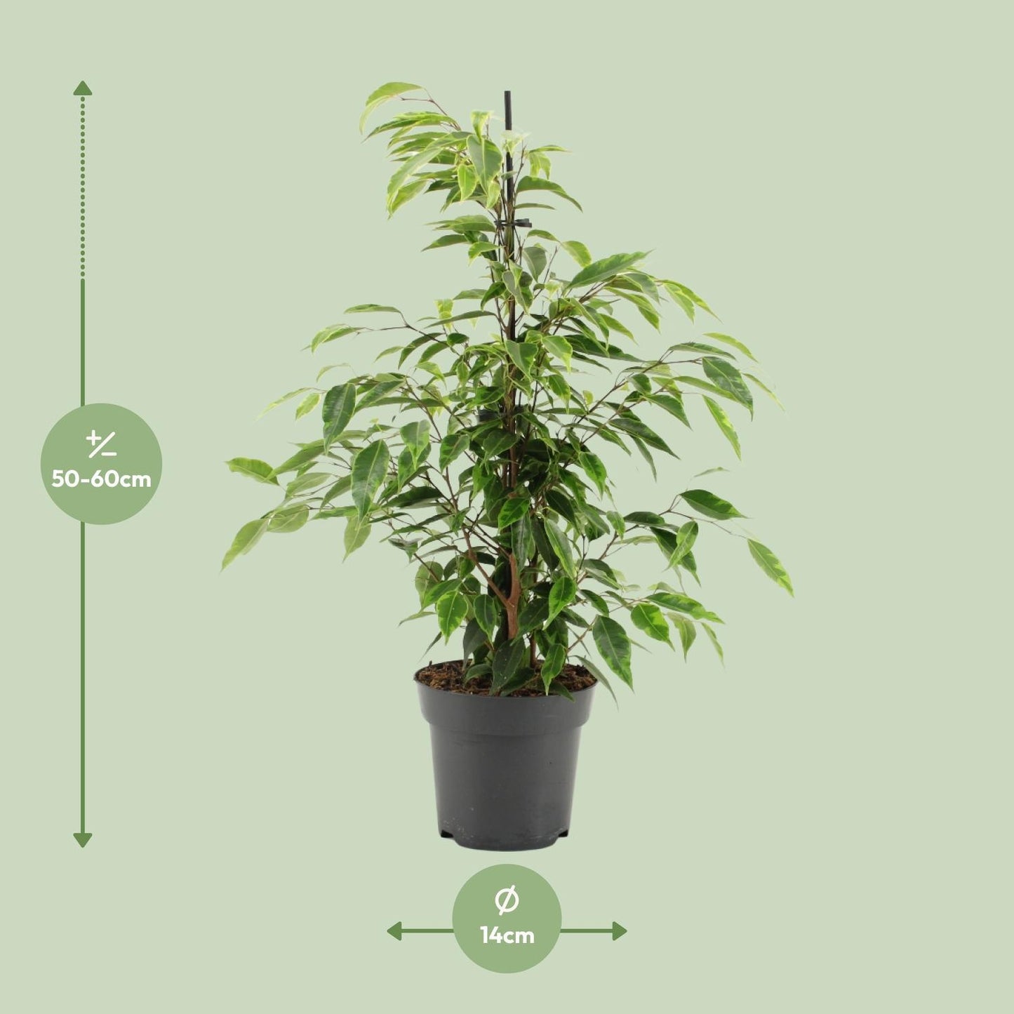 Ficus Benjamina Anastasia - Ø14cm - ↕55cm