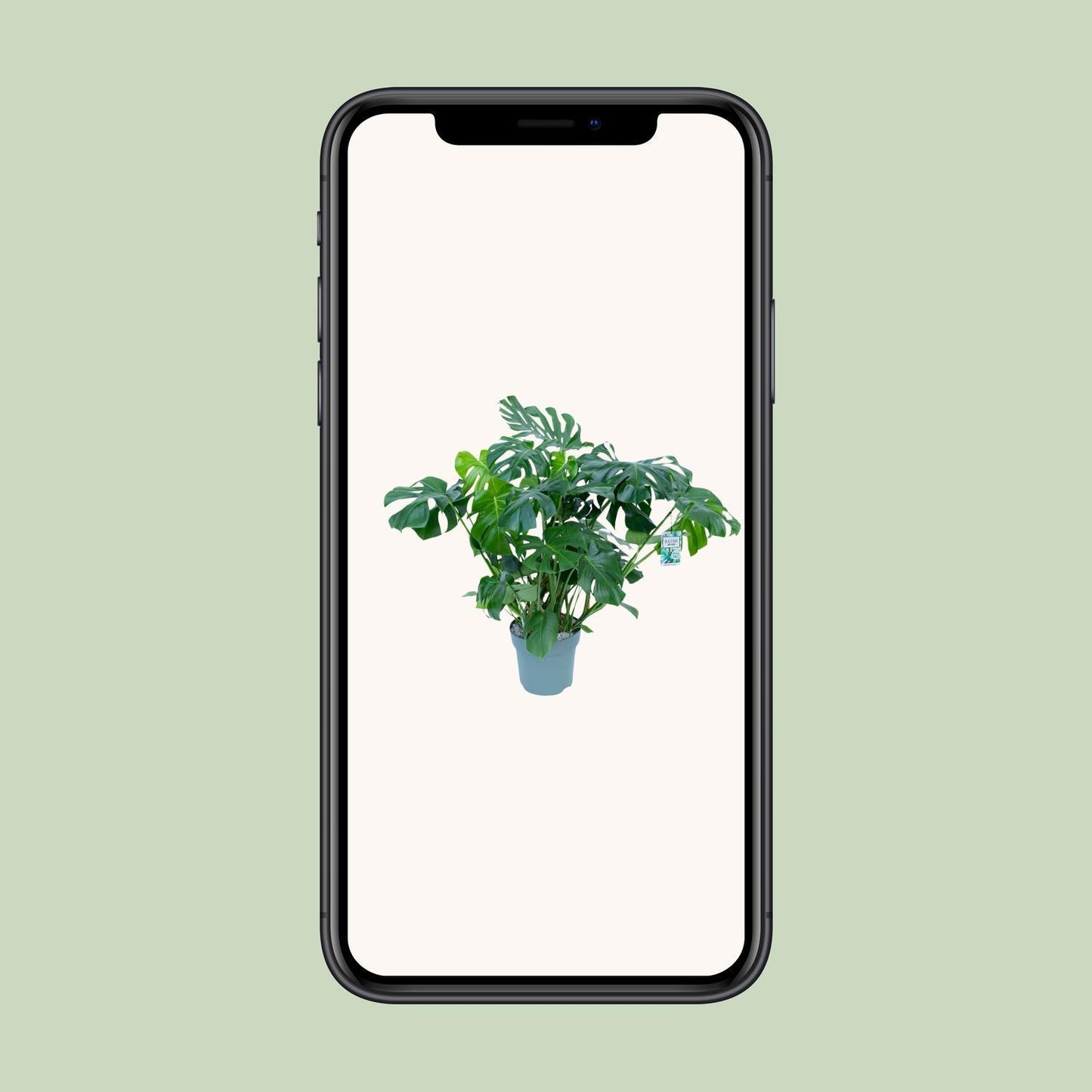 Monstera Deliciosa - Ø30cm - ↕100cm