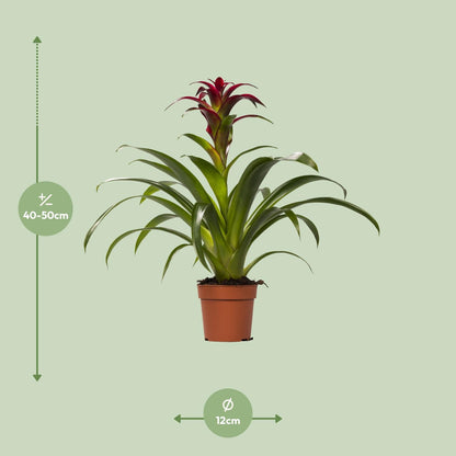 Guzmania Nextara - Ø12 ↕50