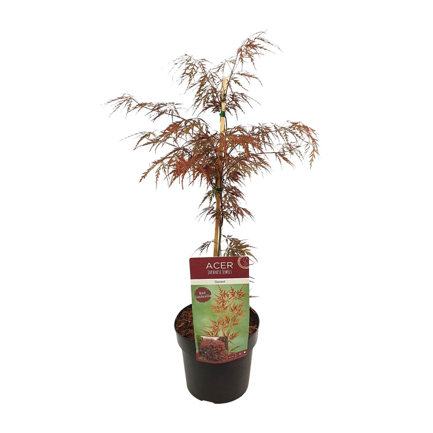 Acer palmatum | Køb Acer palmatum | Plantepragt