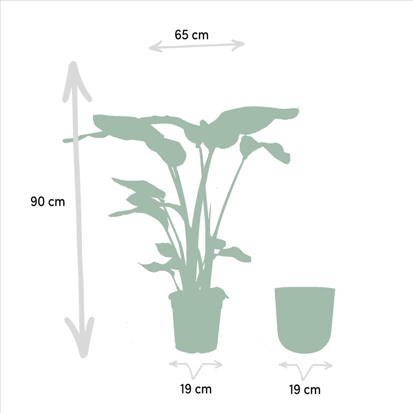 Strelitzia Nicolai - ↨90cm - Ø19cm + Pot Mayk Bly