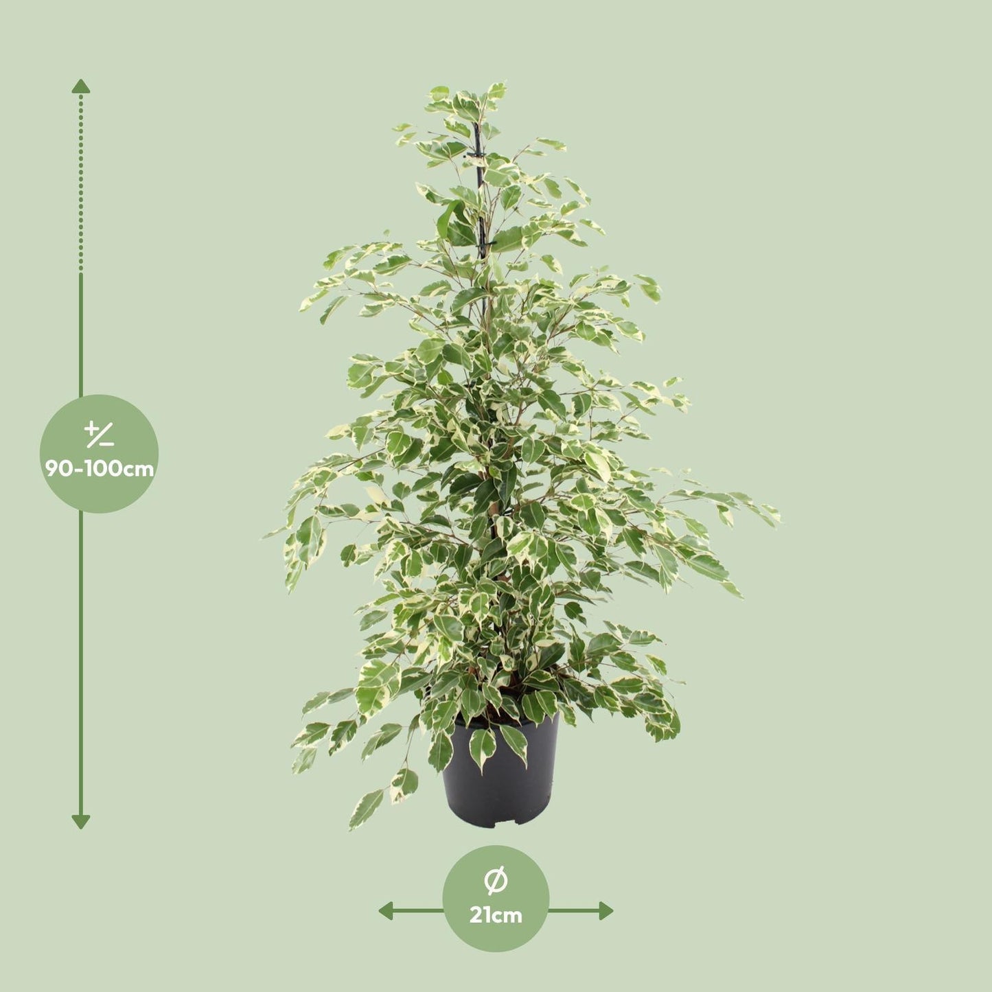 Ficus benjamina Twilight - Ø21cm - ↕95cm