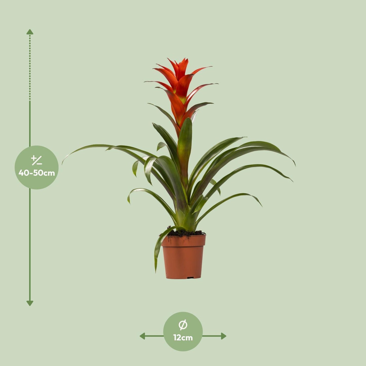 Guzmania Ostara - Ø12cm - ↕45cm