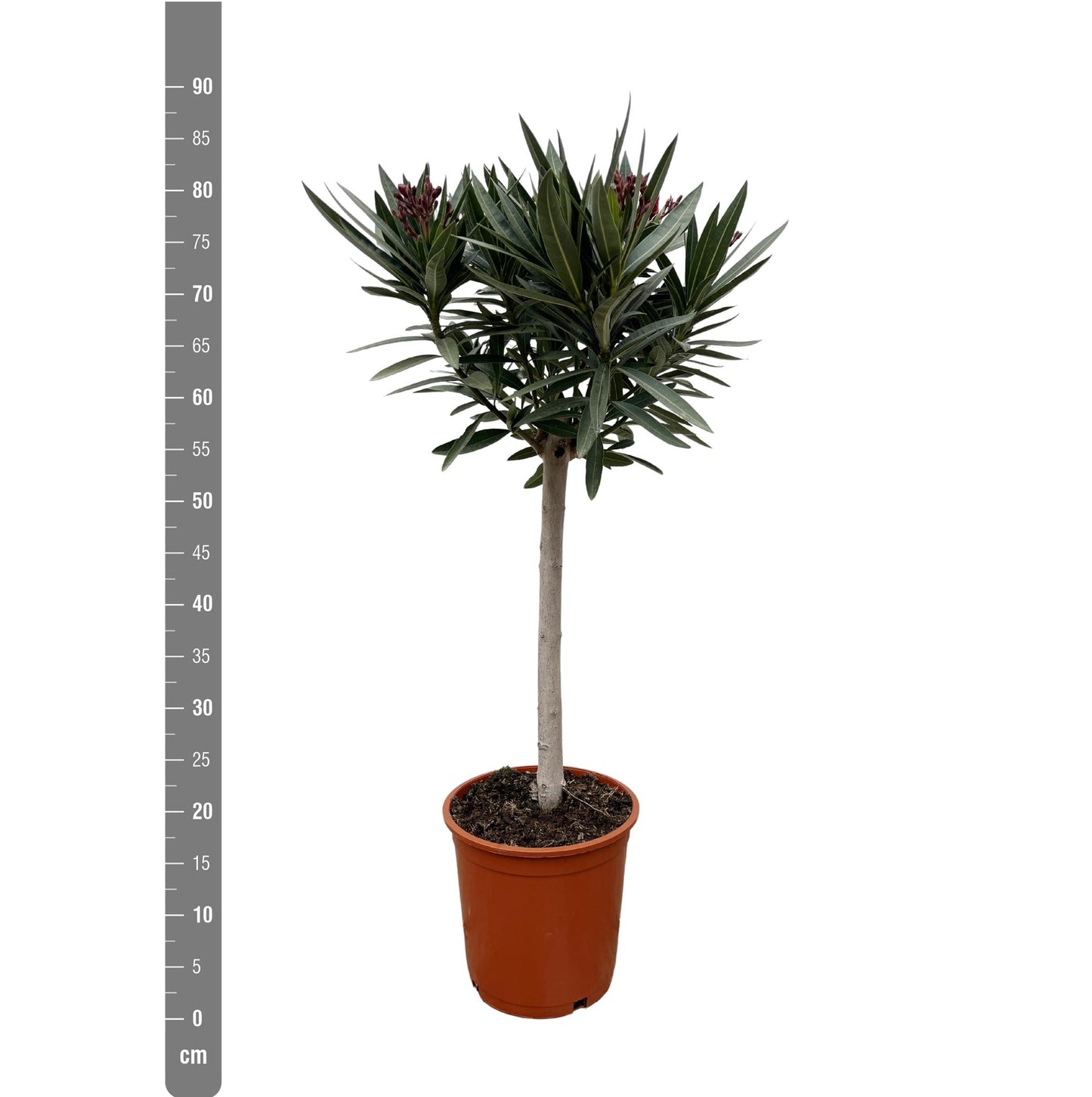 Nerium Oleander på stilk med rød blomst - 90cm - Ø30