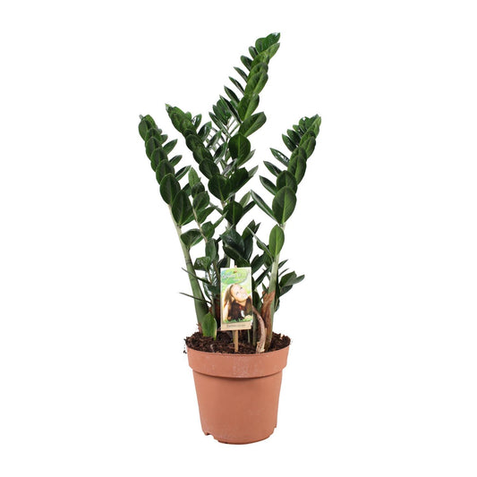 Zamioculcas - Ø21cm - ↕80cm